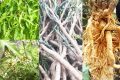 Cách sử dụng lá, củ và thân cây đinh lăng