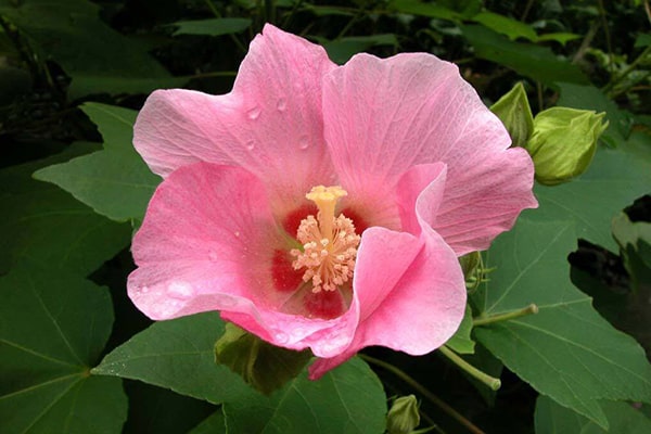 Hoa phù dung hồng