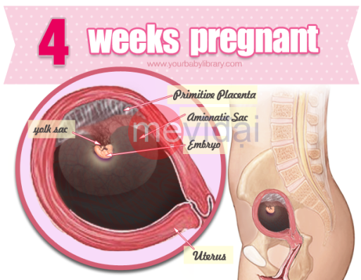 Sự phát triển của thai nhi 4 tuần tuổi mẹ nên tham khảo