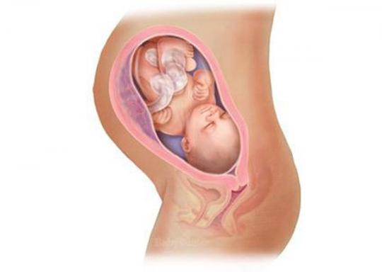Sự phát triển của thai nhi từ tuần đầu tiên đến tuần thứ 40 như thế nào?