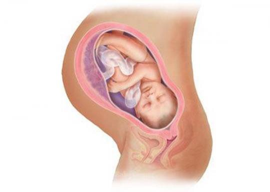 Sự phát triển của thai nhi từ tuần đầu tiên đến tuần thứ 40 như thế nào?