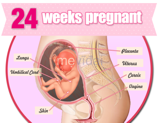 Mang thai tuần thứ 24: sự phát triển của thai nhi và những thay đổi ở mẹ
