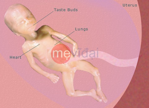 Mang thai tuần thứ 24: sự phát triển của thai nhi và những thay đổi ở mẹ
