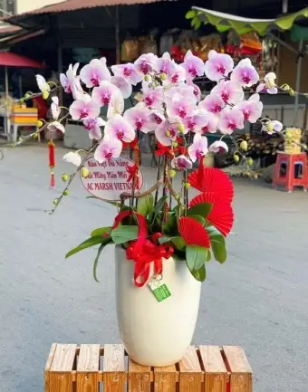 Bán Chậu Hoa Hồ Điệp 23 Lý Thường Kiệt Phường 1 Vĩnh Long
